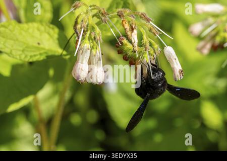 Ape di legno (Xylocopa) su strisciante comfrey (Symphytum ibericum) che raccoglie nettare, Genthin, Sassonia-Anhalt, Germania Foto Stock