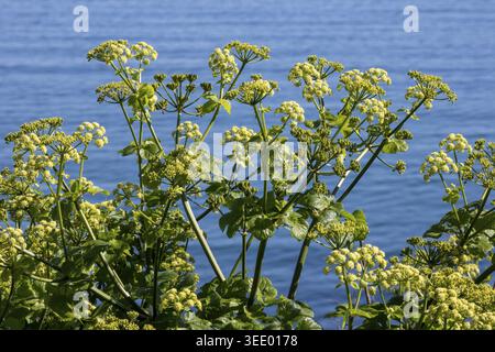 Smyrnium olusatrum alexanders pianta commestibile selvatica fotografata a Var Provence Alpes Costa Azzurra Francia Foto Stock