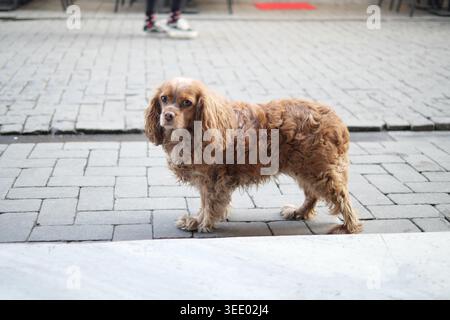 Passeggiate per cani in una strada di mattoni vicino all'area salotto all'aperto Foto Stock