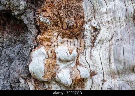 Primo piano di corteccia gnarata e bave su un antico tronco morto con ricchi dettagli di texture Foto Stock