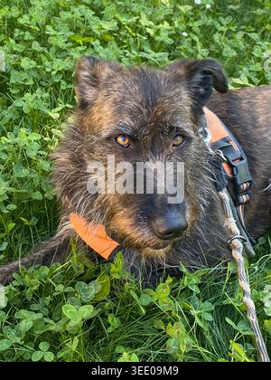Terrier dai capelli scruffati mescola il cane con gli occhi color ambra intelligenti che riposano comodamente su un rigoglioso trifoglio verde, indossando un'imbracatura arancione e un guinzaglio, godendoti Foto Stock