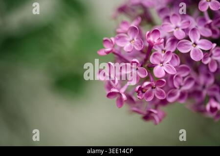 Primo piano di fiori lilla viola con sfondo verde tenue Foto Stock