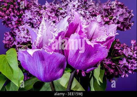 Splendidi tulipani con frange viola e bouquet lilla su sfondo viola Foto Stock
