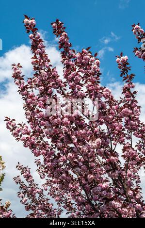 Rosa Kanzan Cherry Blossoms sui rami contro Blue Sky Foto Stock