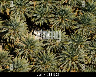 Vista dall'alto verso il basso del pick-up bianco parcheggiato tra fitte palme Foto Stock