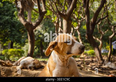 Due cani distesi su terreno asciutto in un'area boschiva durante il giorno con luce solare attenuata che filtra tra tra gli alberi. Foto Stock