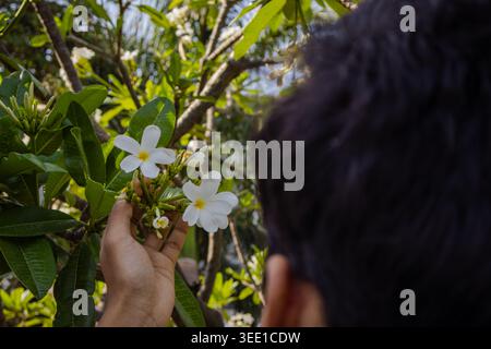 Primo piano di una persona che raccoglie piccoli fiori bianchi da una pianta verde in un ambiente naturale all'aperto. Foto Stock