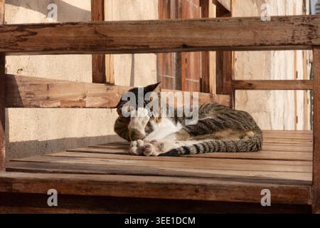 Gatto di strada seduto su una panchina di legno a Dubai, Emirati Arabi Uniti. Foto Stock