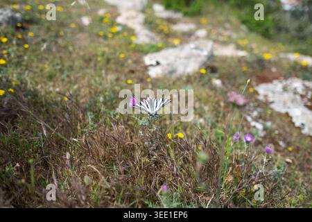 Primo piano di una scarsa farfalla di coda forcuta seduta su un fiore selvatico in un prato roccioso Foto Stock