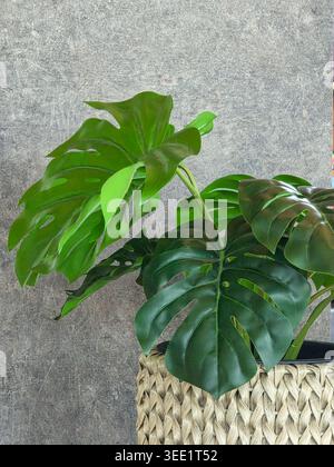 La vivace pianta verde di Monstera, con un ampio fogliame di foglie, si inserisce tranquillamente all'interno del cesto intrecciato contro la parete grigia, donando una calma energia naturale Foto Stock