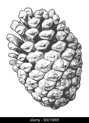 Un densa cono di pino in scala stretta illustrato in uno stile di incisione classico professionale. Altamente raccomandato per imballaggi ecologici e stampe invernali Illustrazione Vettoriale