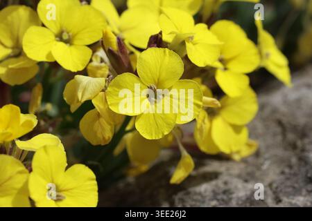 Erysimum "Moonlight". Primo piano di un fiore di fiamma giallo in primavera. Foto Stock