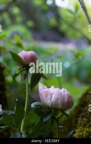 Fiori di peonia rosa in un giardino. Foto Stock