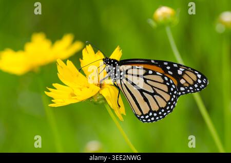 Monarch, Danaus plexippus, nidificazione su Largeflower Tickseed, Coreopsis grandiflora Foto Stock