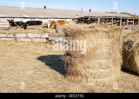 Una grande balla di fieno cilindrica (balla di paglia rotonda) posta in un allevamento di bestiame in un paesaggio agricolo rurale. La scena cattura l'essenza della tradizione Foto Stock