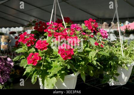 Fiori rosa e rossi brillanti si infrangono in vasi decorativi al centro del giardino. Foto Stock