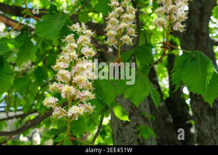 I fiori di castagno (Aesculus hippocastanum) fioriscono su un ramo d'albero con foglie verdi in un parco durante la primavera. Foto Stock