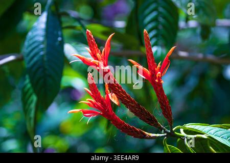 Fiori rossi di fiori di firespike (Odontonema strictum) che fioriscono contro il lussureggiante fogliame verde di Oahu, Hawaii. Foto Stock