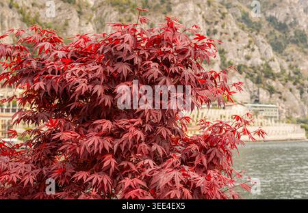 Foglie d'acero giapponese rosso vivace su una riva del lago primaverile Foto Stock