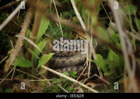 Vipera comune (Vipera berus) nascosta tra le erbe e i gambi di rovo in primavera Foto Stock