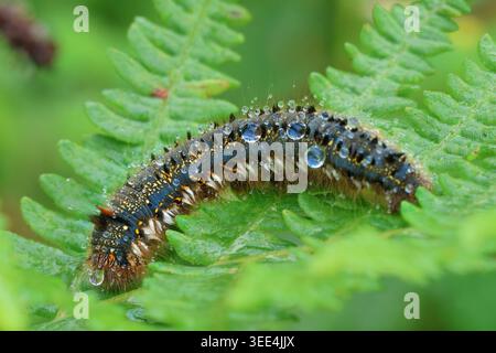 Larva di falena bevitrice (Euthrix potatoria) ricoperta di gocce di rugiada su una foglia di felce Foto Stock