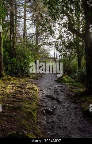 Tranquillo sentiero nella foresta, con pietre coperte di muschio sul lato della strada illuminate dalla luce dorata del sole nel Parco Nazionale di Killarney, Kerry, Irlanda. Foto Stock
