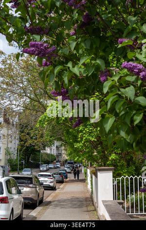 Viale urbano soleggiato con cespugli lilla viola in primo piano e auto parcheggiate lungo un marciapiede con pedoni distanti Foto Stock