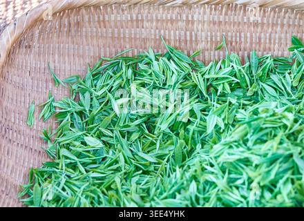Le foglie di tè verde premium di Ujeon e Sejak sono esposte su una mano e in un cestino di bambù, mettendo in risalto l'autentica raccolta del tè selvatico e la pura qualità. Foto Stock
