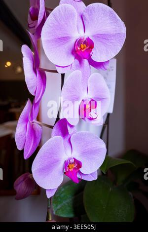 Bellissimi fiori d'orchidea viola Phalaenopsis in fiore Foto Stock
