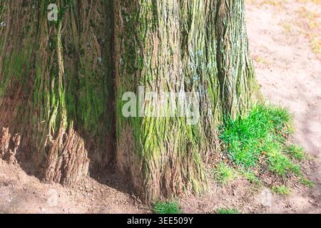 Enormi tronchi d'albero con corteccia testurizzata ricoperta di muschio verde sono saldamente in terreno sabbioso. Alla base crescono macchie di erba fresca, creando un naturale Foto Stock