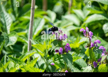 La Xylocopa violacea, nota come Blue Carpenter Bee, è una delle più grandi e spettacolari specie di api solitarie d'Europa. Foto Stock