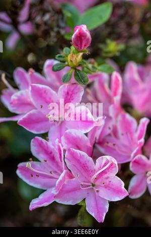 Ravvicinato naturale delle piante in fiore della splendida rosa di Kermesinum del Rhododendron, sotto il soffice sole primaverile. intrigante, intrigante, coinvolgente, avvincente Foto Stock