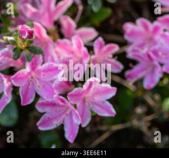 Ravvicinato naturale delle piante in fiore della splendida rosa di Kermesinum del Rhododendron, sotto il soffice sole primaverile. intrigante, intrigante, coinvolgente, avvincente Foto Stock