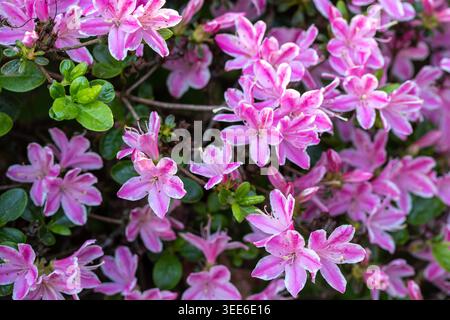 Ravvicinato naturale delle piante in fiore della splendida rosa di Kermesinum del Rhododendron, sotto il soffice sole primaverile. intrigante, intrigante, coinvolgente, avvincente Foto Stock