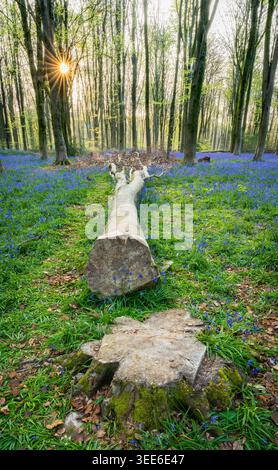 Vista delle Bluebell Woodlands con un tronco d'albero caduto e il sole scoppia attraverso gli alti alberi nell'Oxfordshire, Regno Unito. Foto Stock