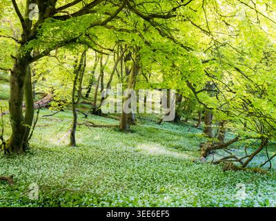 Vista dei fiori di aglio selvatico che fioriscono sotto un lussureggiante baldacchino di faggio verde in una foresta primaverile nell'Oxfordshire, Regno Unito. Foto Stock