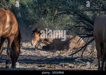 Vista di un cavallo selvaggio che rotola nella polvere circondato dalla macchia del deserto e altri cavalli all'ombra in Arizona, Stati Uniti. Foto Stock