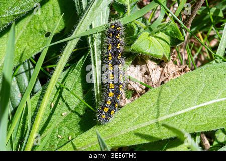 Larva di falena tigre scarlatta (Callimorpha dominula) o caterpillar, Inghilterra, Regno Unito Foto Stock