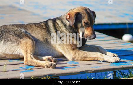 Un cane randagio con un cartellino auricolare poggia su un molo di legno vicino a un lago Foto Stock
