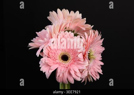 Gruppo di margherite rosa gerbera (Gerbera jamesonii) fotografate in studio illuminate su uno sfondo nero. Foto Stock