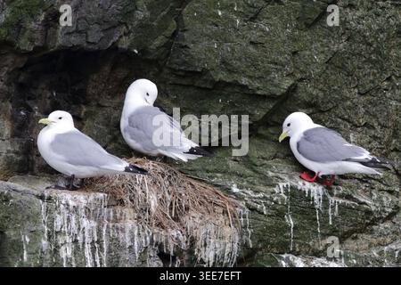 Kittiwake dalle gambe rosse (Rissa brevirostris) al nido (destra) con kittiwakes dalle gambe nere (Rissa tridactyla), (sinistra), Kamchatka, Russia orientale Foto Stock