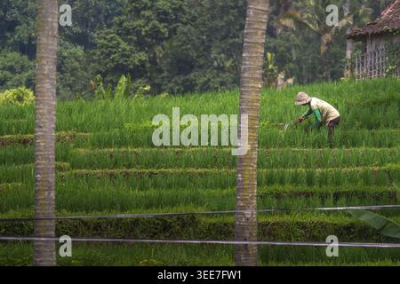 Veduta aerea di un contadino che lavora nelle risaie di Sidemen circondate da palme e vegetazione tropicale a Sidemen, Bali, Indonesia. Foto Stock