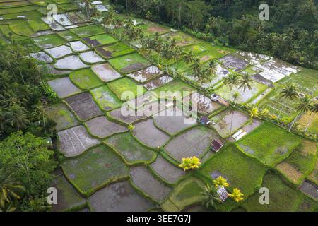 Vista aerea della terrazza di riso Mancingan Bali con risaie e palme allagate a Tampaksiring, Bali, Indonesia. Foto Stock