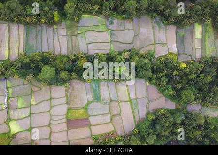 Vista aerea della terrazza di riso di Tegalalang con lussureggianti palme e risaie piene d'acqua a Tegalalang, Bali, Indonesia. Foto Stock