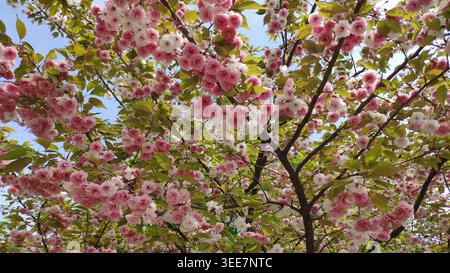 Lussureggiante albero di ciliegio rosa in piena fioritura contro il cielo blu. Un primo piano di rami di ciliegio giapponesi con densa fioritura rosa e bianca. Foto Stock