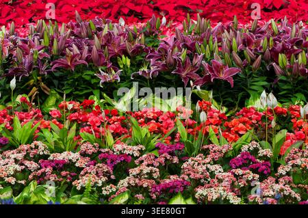 una varietà di fiori tra cui poinsettia, gigli e ospizi che crescono in un giardino fiorito a macao in cina. Foto Stock