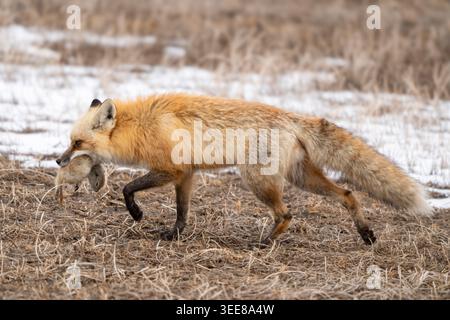 Una volpe rossa selvaggia, Vulpes vulpes, cammina attraverso un paesaggio invernale sparso tenendo un piccolo roditore in bocca Foto Stock