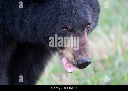 Una vista dettagliata del volto di un orso nero, che rivela la sua pelliccia scura, gli occhi curiosi e la lingua rosa mentre si avvolge nell'ambiente naturale Foto Stock