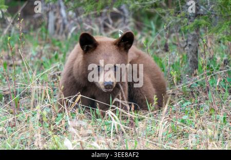 Un curioso cucciolo di orso bruno con pelliccia scura e orecchie rotonde guarda in avanti mentre riposa tra erbe selvatiche e alberi sparsi Foto Stock