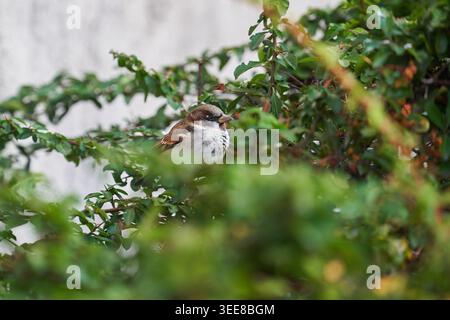 Un piccolo passero di casa arroccato in una fitta siepe verde, che si fonde in rami frondosi all'interno di un tranquillo giardino. Foto Stock
